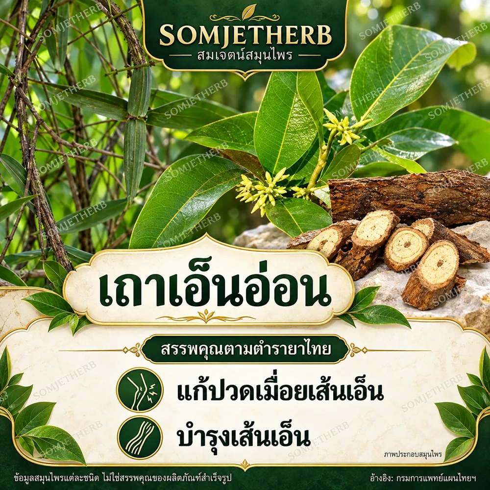 เถาเอ็นอ่อน