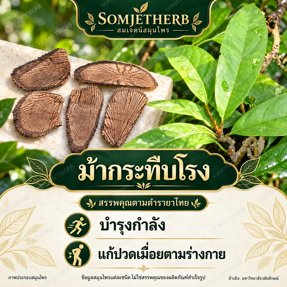ม้ากระทืบโรง